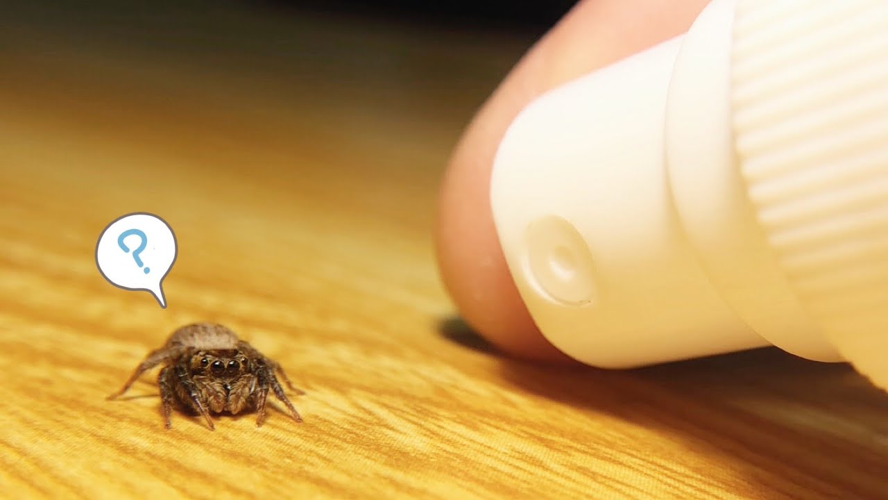 Super Cute This Is What Happens When You Mist Your Pet Jumping Spider Youtube