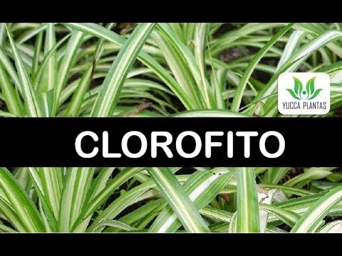 Vídeo: Dificuldades No Crescimento De Clorofito