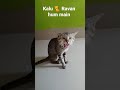 Kalu cat and gang basipakhala odia boy desiboys catlove