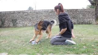 Shaping - Malya German Shepherd 7 Mois.