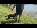 Retriever training - “Lambo” running a water triple