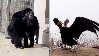 Animals That Got a Taste of Freedom