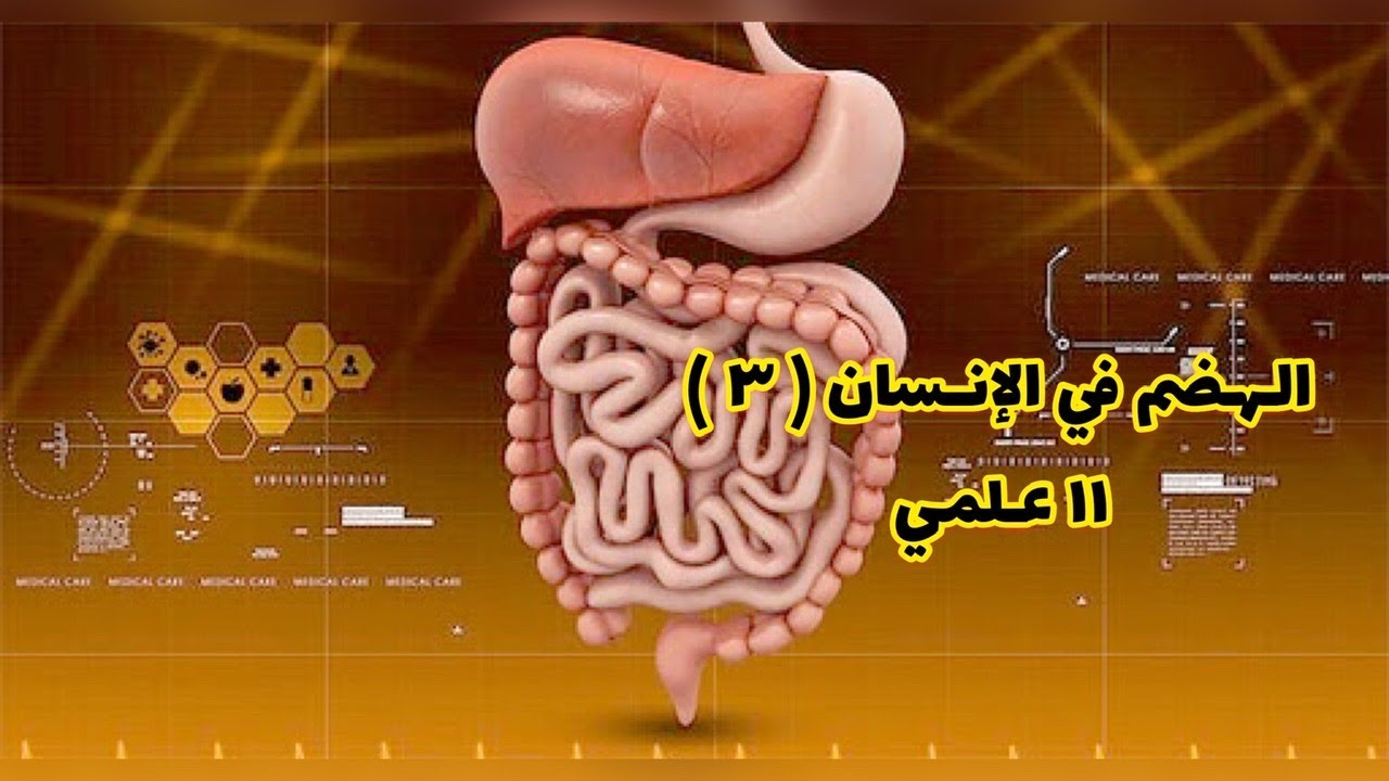 الهضم في الإنسان ٣ -صف١١