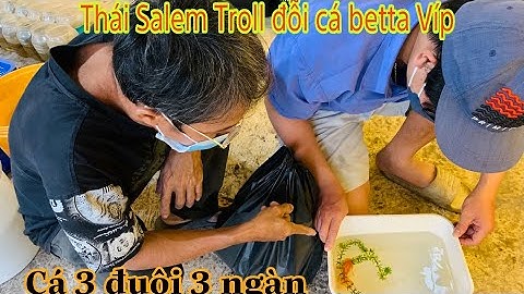 Thái Salem đem cá ba đuôi 3 zíc đi troll trại cá betta Bến Gỗ