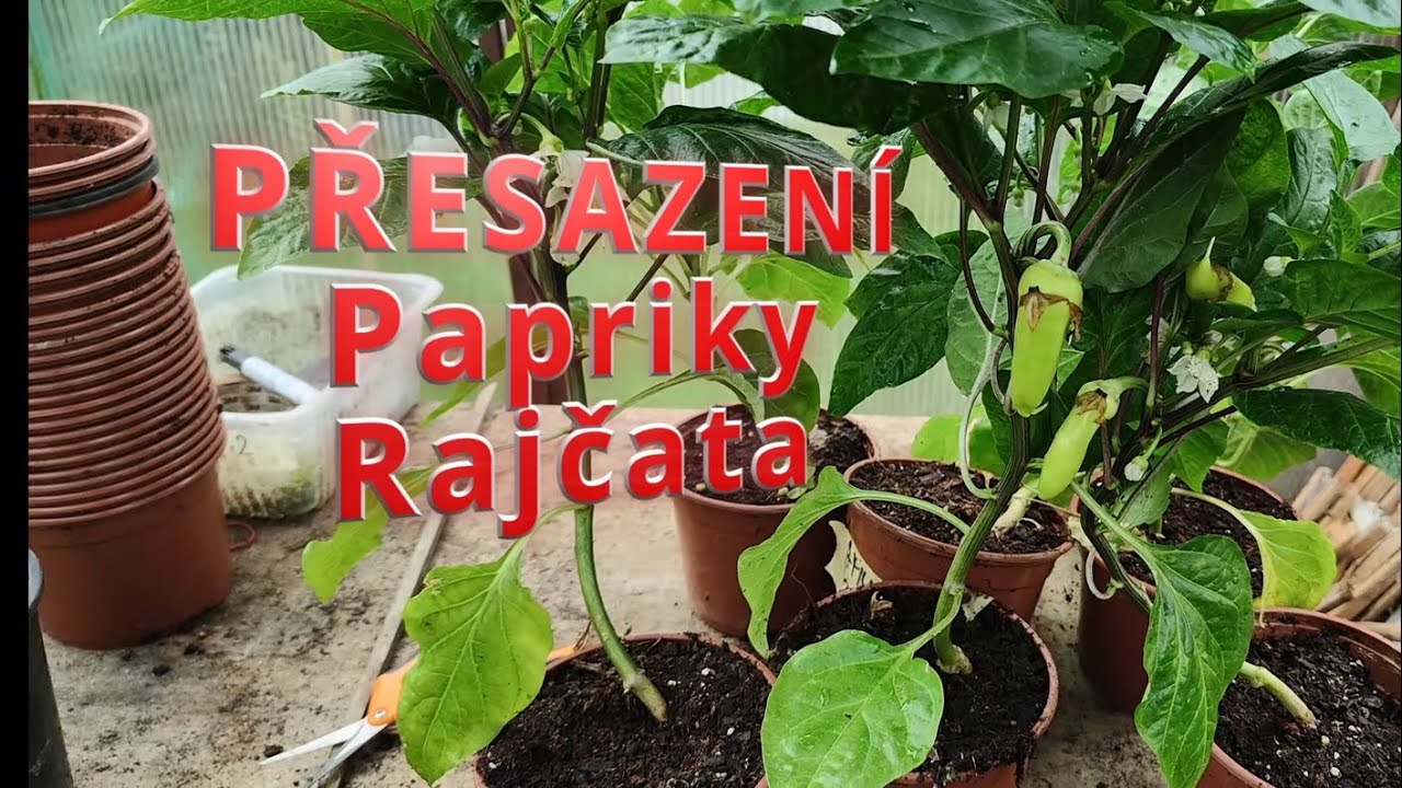 PAPRIKY, RAJČATA: Přesazení do skleníku | Jak hluboko sázet pro super úrodu!