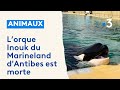 Inouk orque du marineland dantibes est morte la deuxime en cinq mois