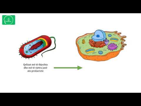 Qeliza eukariote dhe qeliza prokariote - Lesson 2