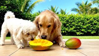 Video De Asmr De Cachorro Chupando Manga Ia