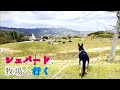 シェパード犬、ドッグランもある牧場へ行ったら大興奮して草まみれ【German Shepherd】 My Dog Goes To The Ranch With A Dog Park