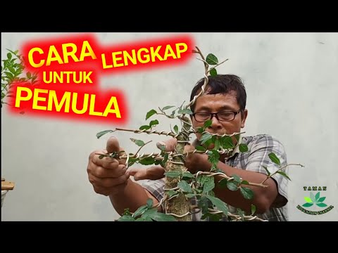 CARA membuat bonsai SERUT bagi pemula (Streblus Asper)