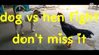 Dog Funny Fight