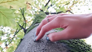 Beech Tree ASMR: Bark Tapping, Leaf Scratching, Tracing