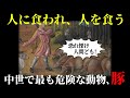 【ゆっくり解説】王も殺した危険な動物、中世の豚【歴史解説】