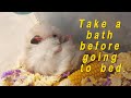 🐹Watch the whole super-healing saliva bathing process of the little hamster in just 2 minutes!