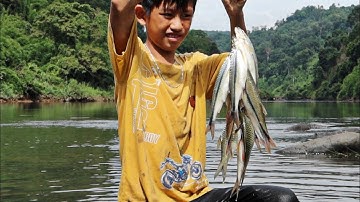 CÂU CÁ SUỐI MÙA NƯỚC LŨ | Con Cá Lòng Tong To Nhất Tôi Từng Thấy