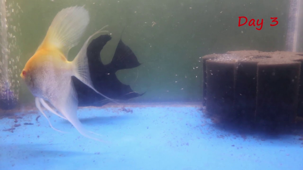 Memelihara ikan Manfish dan bertelur (Budidaya ikan manfish) PEMULA