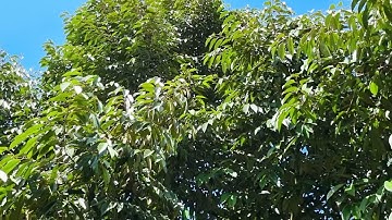 quy trình bón phân trước khi làm bông cho vườn nhà mình ae xem tham khảo