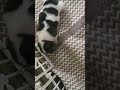 귀엽고 사랑스러운 강아지#강아지 #동물 #귀여운 #반려견 #애완동물 #애완견