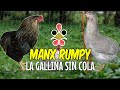 Manx Rumpy 🐔  La raza de gallina sin cola de la isla de Man