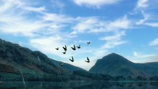 Nature Sound || Bird Sounds #birds #nature by Exploring Universe 11 views 2 years ago 8 seconds