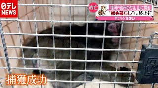 サル逃亡劇に終止符…“都会暮らし”終え山に　福岡（2020年12月7日放送「news every.」より）