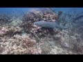 Scuba Belize - Tuffy Canyons