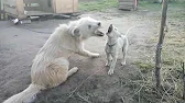 Антон Ковтун. Моя жизнь в деревне.
