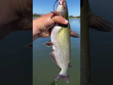 GREAT FISHING DAY