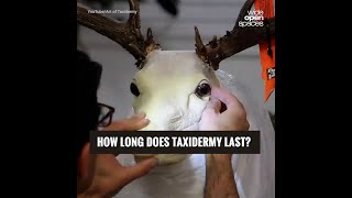 Famous How Long Does Taxidermy Last? Net Worth