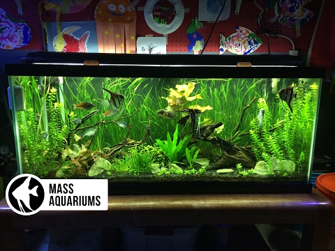 Video: Tropical Plants For Aquarium