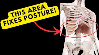 This Area Will FIX Your Posture! (and your whole body)