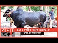 ফিরে গেছে "ব্ল্যাক ডায়মন্ড" ও "ব্ল্যাক ডায়মন্ড-২" | Black Diamond | Cow Farm | Somoy TV