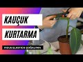 Kauçuk bitkisi çoğaltma | Ficus elastica çoğaltma yöntemi