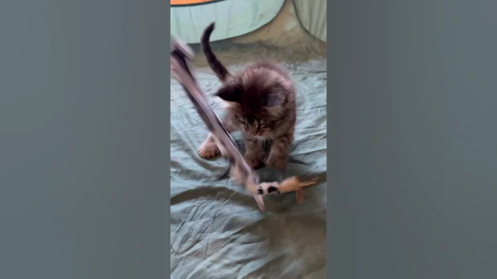 Watch the video about Xylon - Brown Mackerel Dual polydactyl Maine Coon available for sale #mainecoonkittensforsale