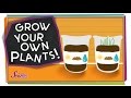 Grow Your Own Plants! - #sciencegoals