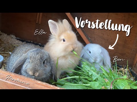 Hermine, Ella & Ben - Vorstellung | Kaninchenstar