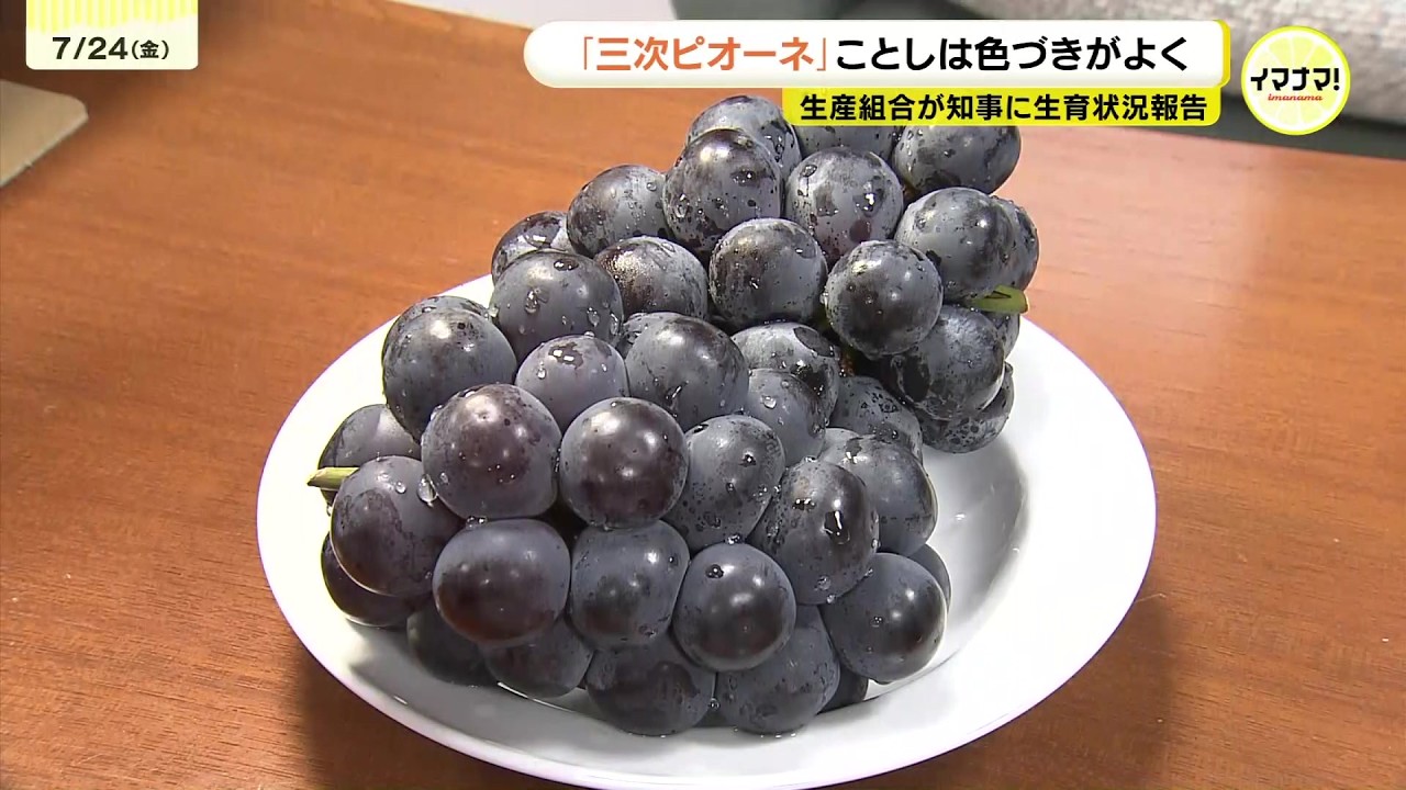 1房35〜40粒に厳選!　「黒い真珠」は生育良好　生産組合が知事を表敬　広島