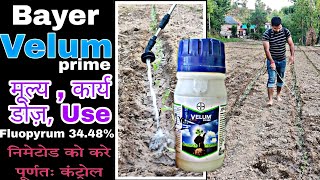 Bayer velum prime | nematicide | tamatar me jhulsa rog | bacterial wilt | PraveenThakur | Fluopyrum