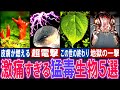 【閲覧注意】地獄の痛みをもたらす猛毒生物5選【ゆっくり解説】【動物おもしろ雑学】
