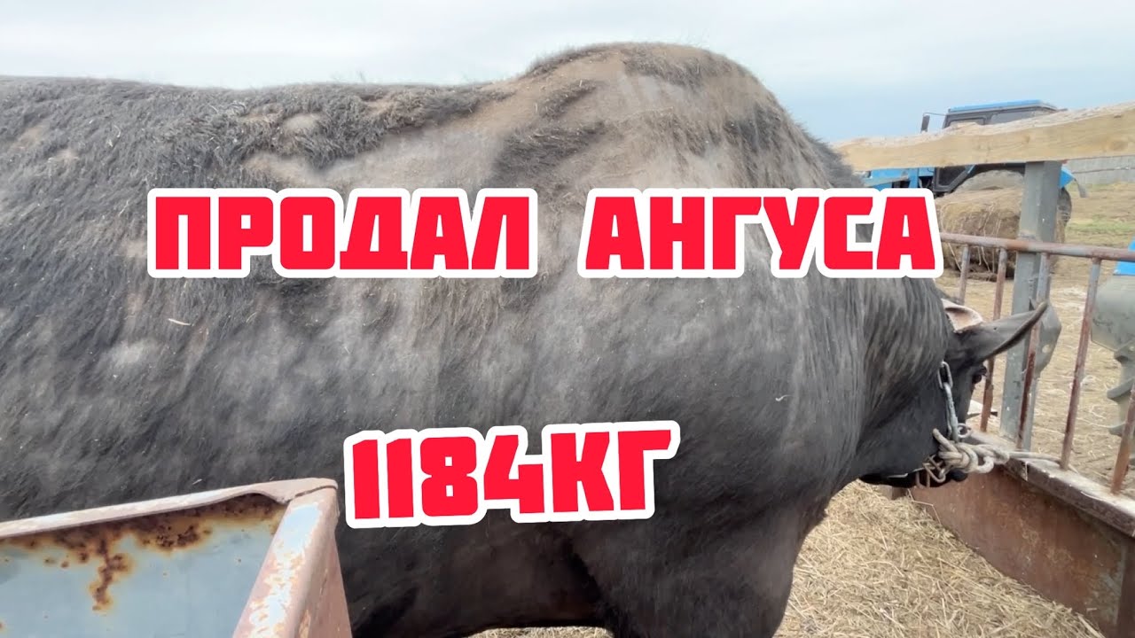 Ангус Яша уехал на новую ферму