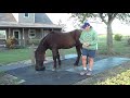 Explaining The Morning Feeding Of Horses - Why Routine Helps Horses Predict The Right Answer