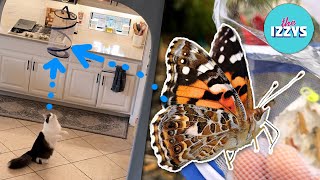 Cats Meet Caterpillars!  | Unbelievable Reactions & Butterfly Kit Review #butterfly #cats