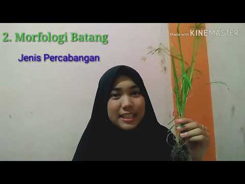 Morfologi Tumbuhan Cyperus rotundus ( Rumput Teki)