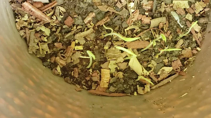 HOW TO GROW GUNGO PEAS TREE FAST /PIGEON PEA TREE.YOU SEE RESULTS IN 4 DAYS