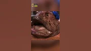سمكة الهامور قد تقضم ذراعك وهي ميتة 