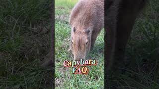 Capybara Noises See Description