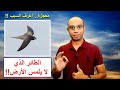 طائر السمامة الذي لا يلمس الارض - Swift bird