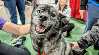 Adorable Dogs Get All the Belly Rubs at the Novi Pet Expo! by Gone to the Snow Dogs 25,125 views 3 months ago 9 minutes, 27 seconds