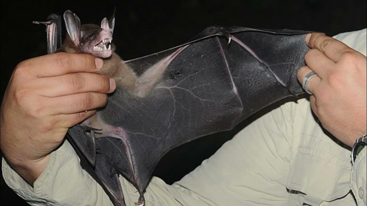 Zoology: Big-Eared Woolly Bat Hype Video - YouTube