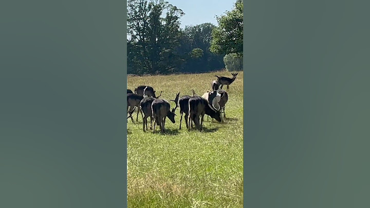 Albino deer